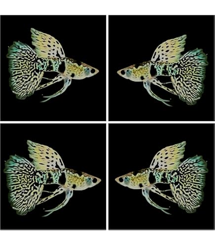 Amazon.com : Seam Oasis Live Full Gold Guppy Fry 12 Count